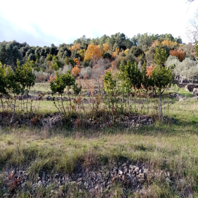 Offres de vente Terrain Saint-Brès (30500)